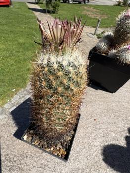 Escobaris roseana